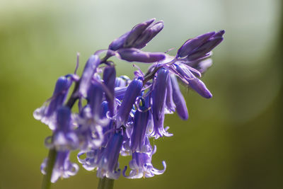 Close-up of purple flowers