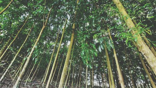 Low angle view of bamboo trees in forest