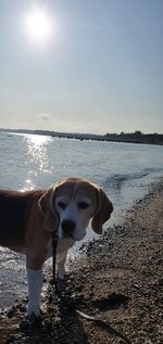 View of dog on beach