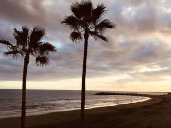 Palm trees on beach against sky