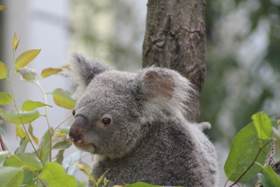 Close-up of a squirrel on tree trunk