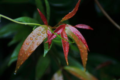 Close-up of plant