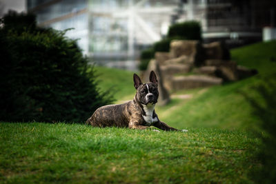 View of a cat sitting on field