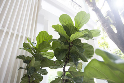 Low angle view of potted plant on window