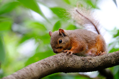 Close-up of squirrel on branch