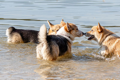 Several happy welsh corgi dogs playing and jumping in the water on the sandy beach