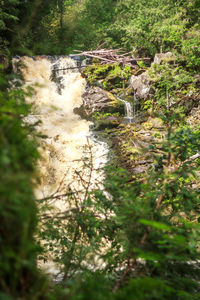 Scenic view of waterfall in forest