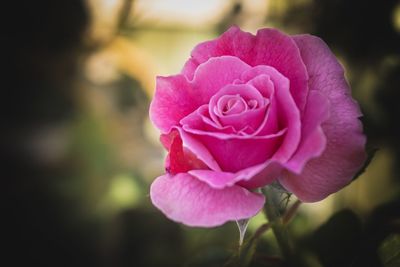 Close-up of pink rose