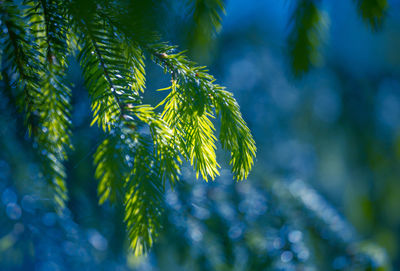 Beautiful fir tree branches in spring. spruce tree in northern europe.