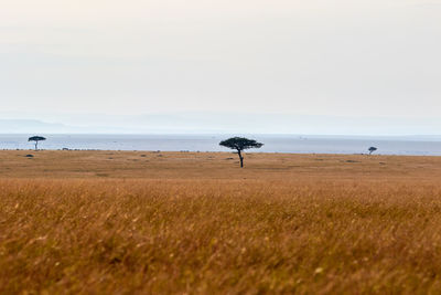 Scenic view of grassy field against sky