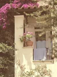 Potted plant on wall