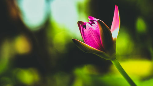 Close-up of pink water lily
