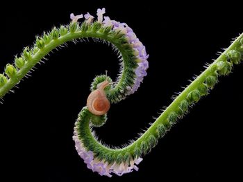 Close-up of plant against black background