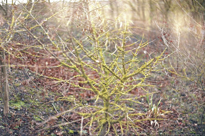 Full frame shot of plants