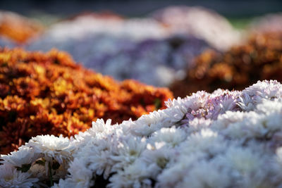 Close-up of white flowering plants during winter