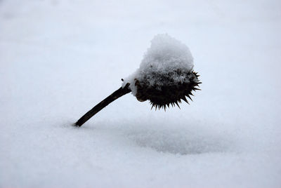 Close-up of an animal on snow