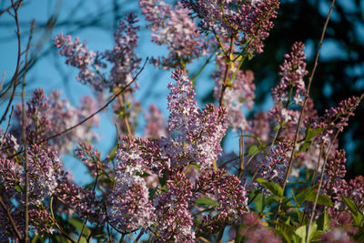 Close-up of purple flowering plant