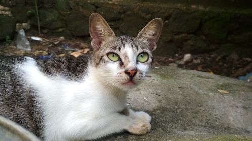 Portrait of cat relaxing outdoors