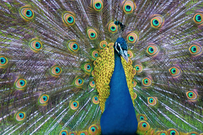 Full frame shot of peacock