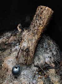 Close-up of lizard on rock