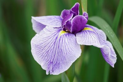 Close-up of purple iris flower