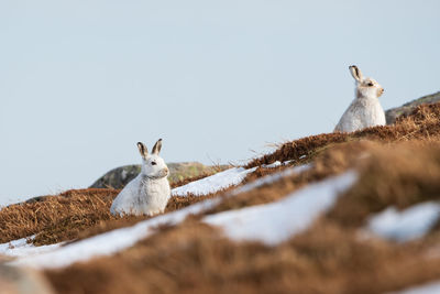 View of birds against clear sky