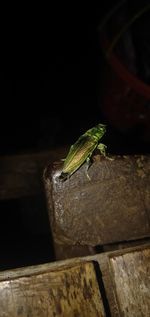 Close-up of lizard on wood