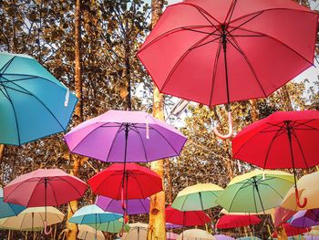 Low angle view of multi colored umbrellas hanging on tree