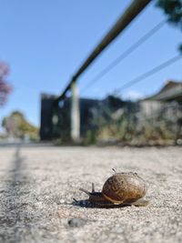 Close-up of snail