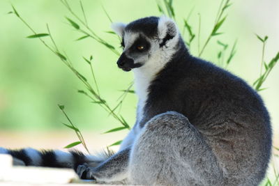 Side view of lemur sitting by plant