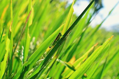 Close-up of snake on grass