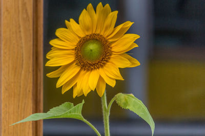 Close-up of yellow sunflower