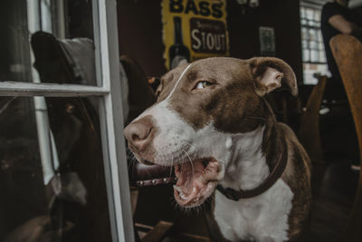 Close-up of dog looking away