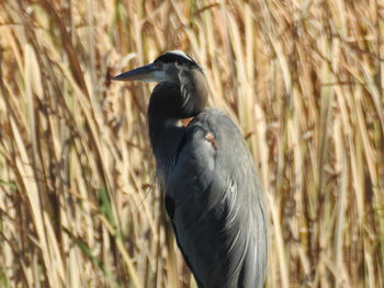 Bird perching on branch