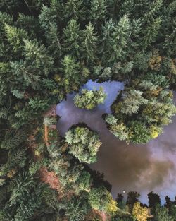 High angle view of trees by plants in forest