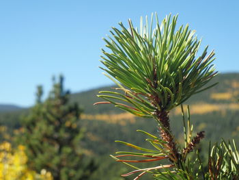 Close-up of plant against clear sky