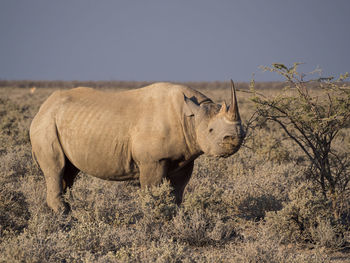 Endangered black rhinoceros in arid landscape, etosha national park, namibia, africa