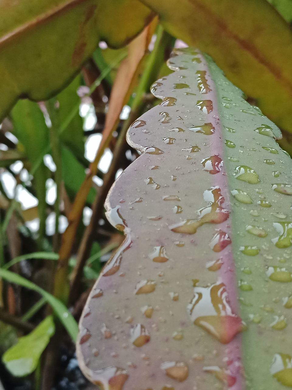 CLOSE-UP OF WET PLANT LEAVES