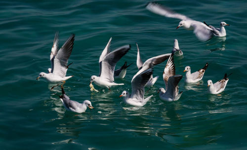 High angle view of seagulls flying over sea