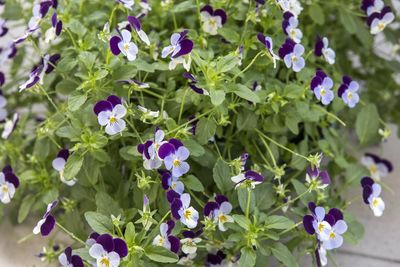 Close-up of purple flowering plants