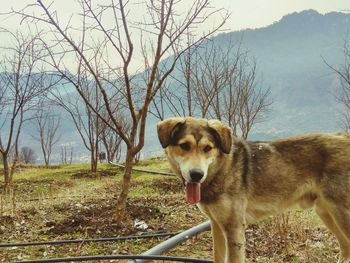 Portrait of dog standing on bare tree