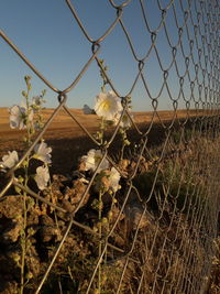 Close-up of chainlink fence on field against sky