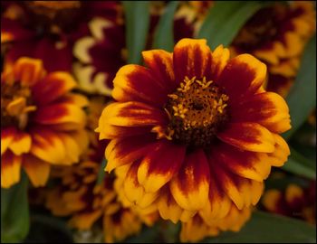 Close-up of yellow flower blooming outdoors