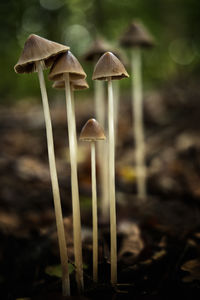 Close-up of mushroom growing on field