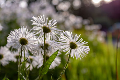 Close-up of white flowering daisys on field