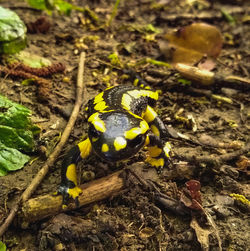 Close-up of caterpillar on a field