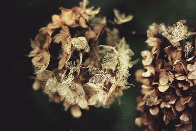 Close-up of flowers