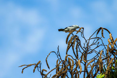 Low angle view of eagle perching on tree against sky