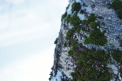 Low angle view of trees against sky