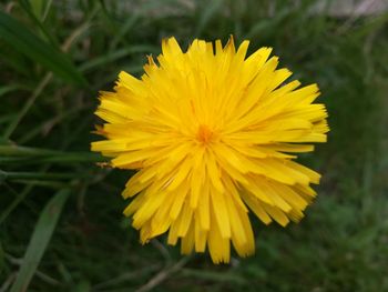 Close-up of yellow flower